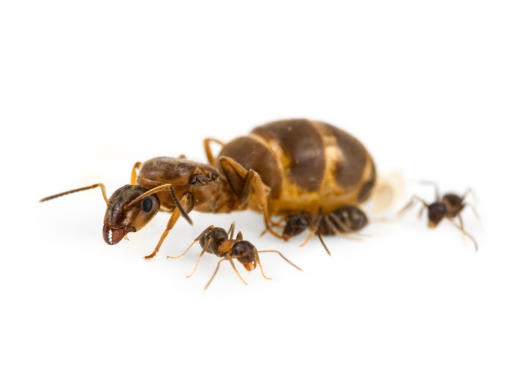 Lasius brunneus